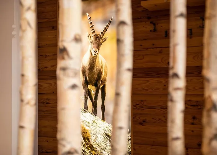 Pramstraller מלון 4*